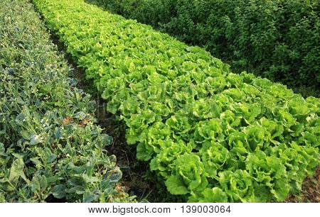 closeup of green vegetable in growth at garden