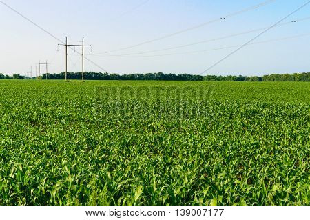 Green field of young corn poles with wires into the distance