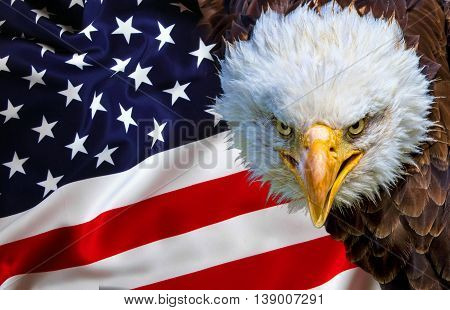 Angry North American Bald Eagle On American Flag