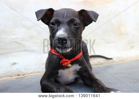 village dog sitting in front of home for security