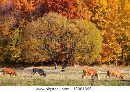 Cows Grazing in a pasture. A scenic autumn farmland landscape. Deciduous trees are turning a glorious color.