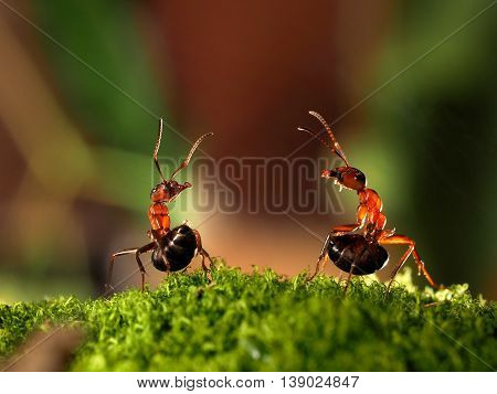 Battle of two ants. Beautiful ants are on the moss lifting abdomen and sprinkle each other with formic acid