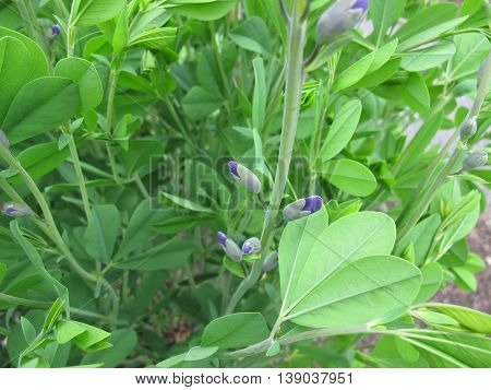 Flowering yellow false indigo, baptisia tinctoria, in garden