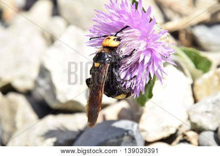 Megascolia Maculata. The Mammoth Wasp.