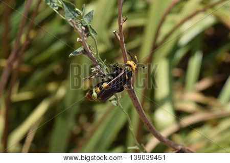 The Megascolia maculata. The mammoth a wasp.