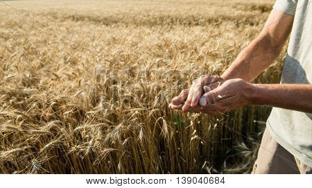 Hands of the grain-grower against a wheaten field