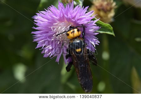 Megascolia Maculata. The Mammoth Wasp.