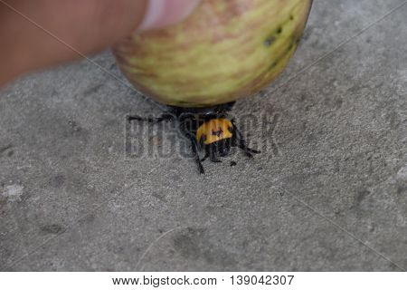 Megascolia Maculata. The Mammoth Wasp.