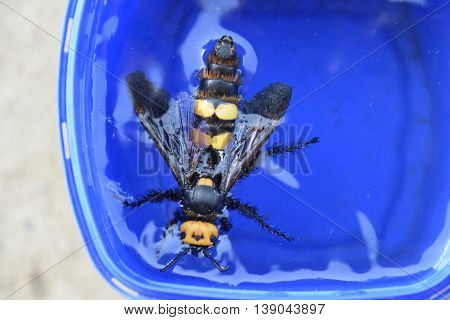 Megascolia Maculata. The Mammoth Wasp.