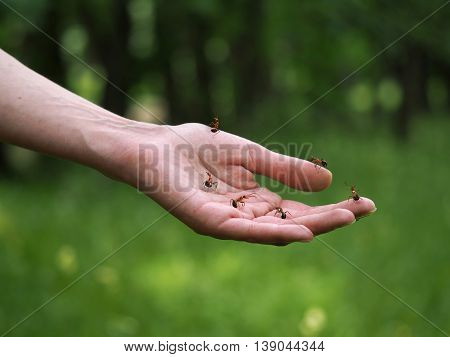 Ants on a female hand. Concept - alternative medicine treatment of folk remedies. Love of nature tranquility