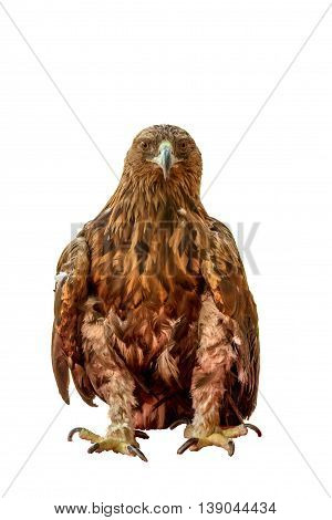 Steppenwolf kite on a white background isolated