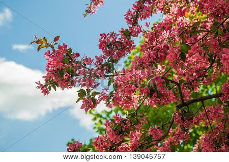 Flowering branch of apple Nedzvetski a warm April day.