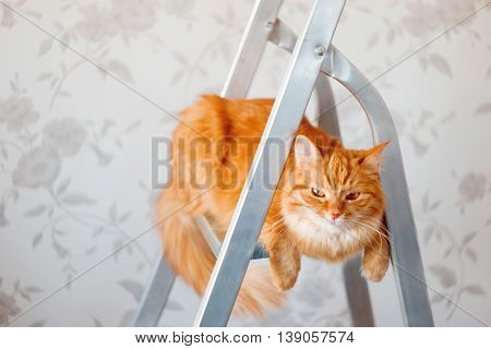 Cute ginger cat sits on ladder. Fluffy pet with unsatisfied expression on face. Place for text.