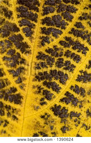 Trockene Blatt