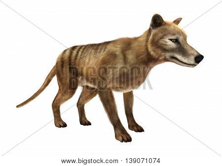 3D Rendering Thylacine On White