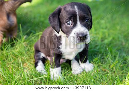 Sad puppy is looking for his mate in backgarden