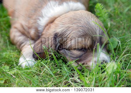One little sleeping puppy lying in backgarden