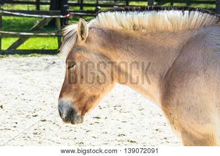 Nice Small white horse pony a paddock.