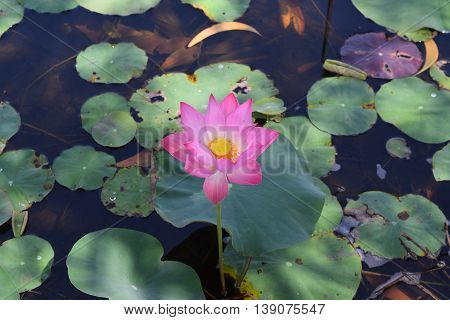 pink lotus flower with green leaf background in pond