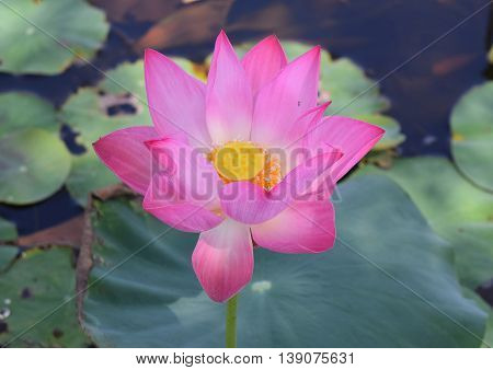 pink lotus with leaf background in nature