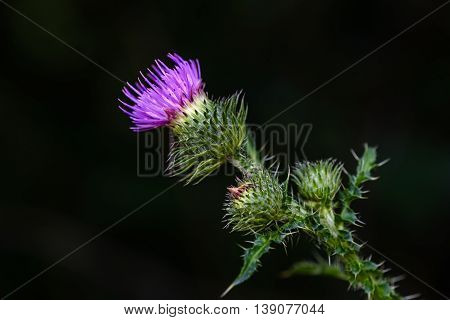 Blooming purple thistle flower in summer forest