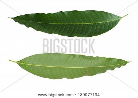 closeup green mango leaf front and backside isolated on white background
