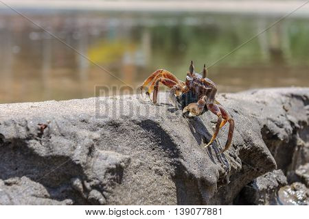 Live crab on the beach sand Close up, macro photo