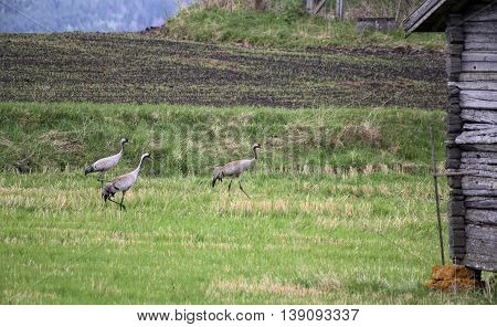 Three cranes (Grus grus) on a Swedish meadow.