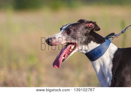 Coursing. Portrait Of A Whippet Dog