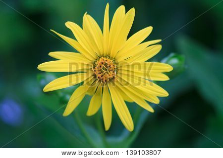 Macro of a yellow cup plant - Silphium perfoliatum