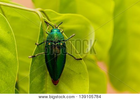 Beautiful Jewel Beetle or Metallic Wood-boring (Buprestid) on green leaf.