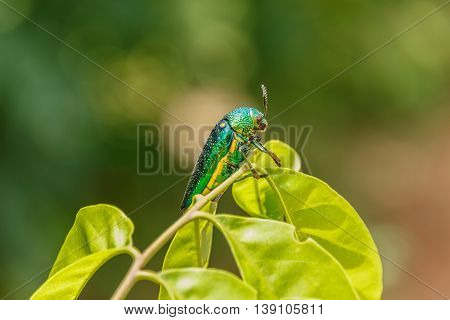 Beautiful Jewel Beetle or Metallic Wood-boring (Buprestid) on green leaf.