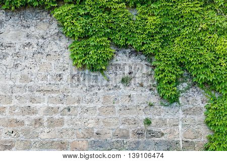 Part of stone and brick wall covered with Virginia creeper, Stone wall with partial planting