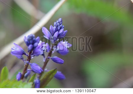 Macro Shot Of Dwarf Milkwort (polygala Amarella)