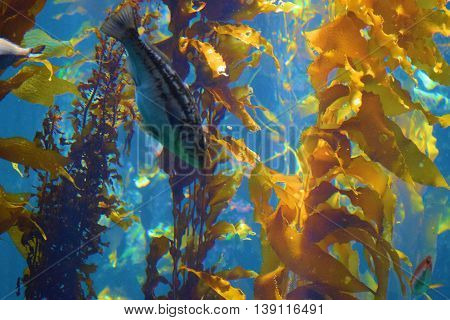 Fish beside a Kelp Plant Forest taken in the cold waters of the Pacific Ocean at the California Coast
