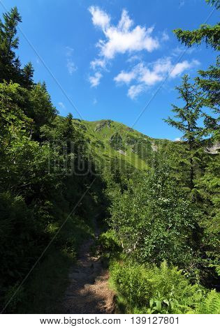 Sunny Summer Day In Krkonose Mountains National Park