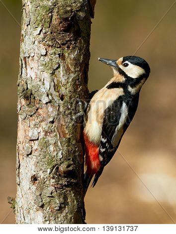 Great spotted Woodpecker perched on a tree trunk vertically