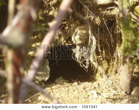 Rabbit_Hole