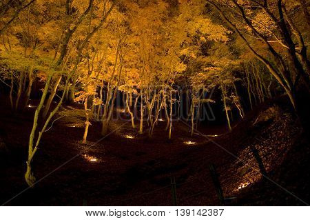 Japanese golden maple trees during night lit from the bottom