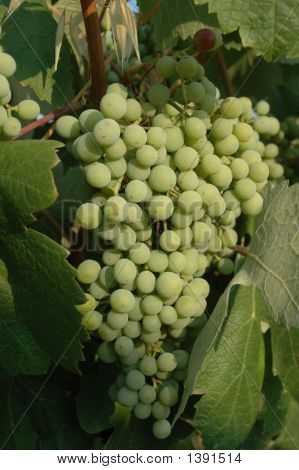 Winogron