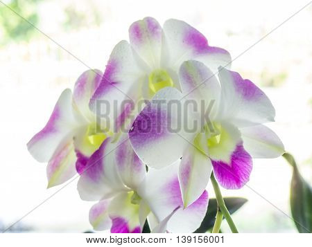 close up of pink and white orchid