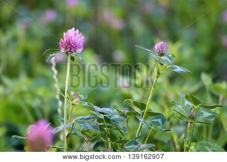 the blossoming clover grass closeup and a blank space on an indistinct background
