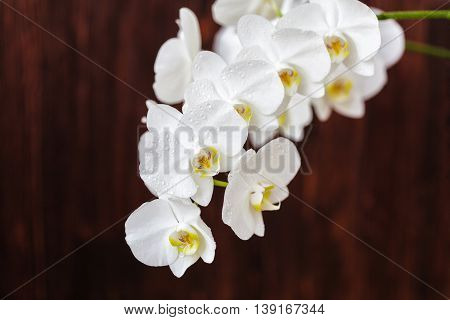 White Orchid Flower With Drops On A Wooden Background, Closeup