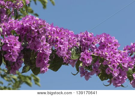 pink bouganvillea in bloom  in the garden