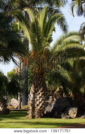 Large palm of Phoenix canariensis. Date Canaries, symbol. Tenerife Spain