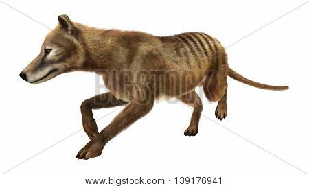 3D Rendering Thylacine On White