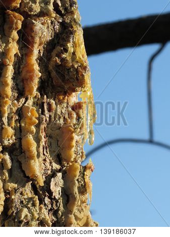 Pine tree resin on the trunk. The drops of resin flow down on the bark