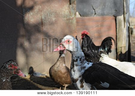 The Musky Duck