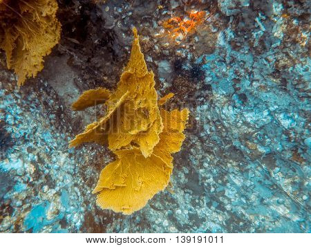 the big sea fan in Myanmar divesite