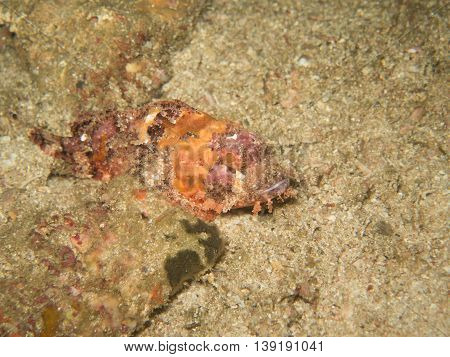 closed up the deadly stone fish in Myanmar divesite